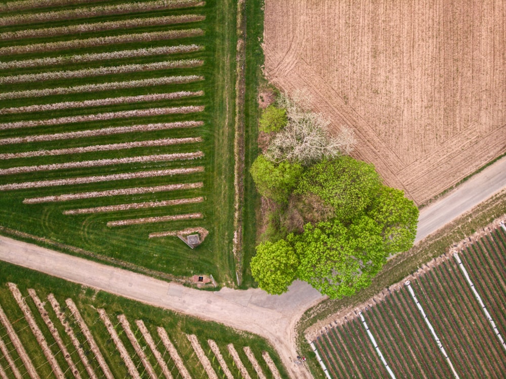 an aerial view of a field with a tree