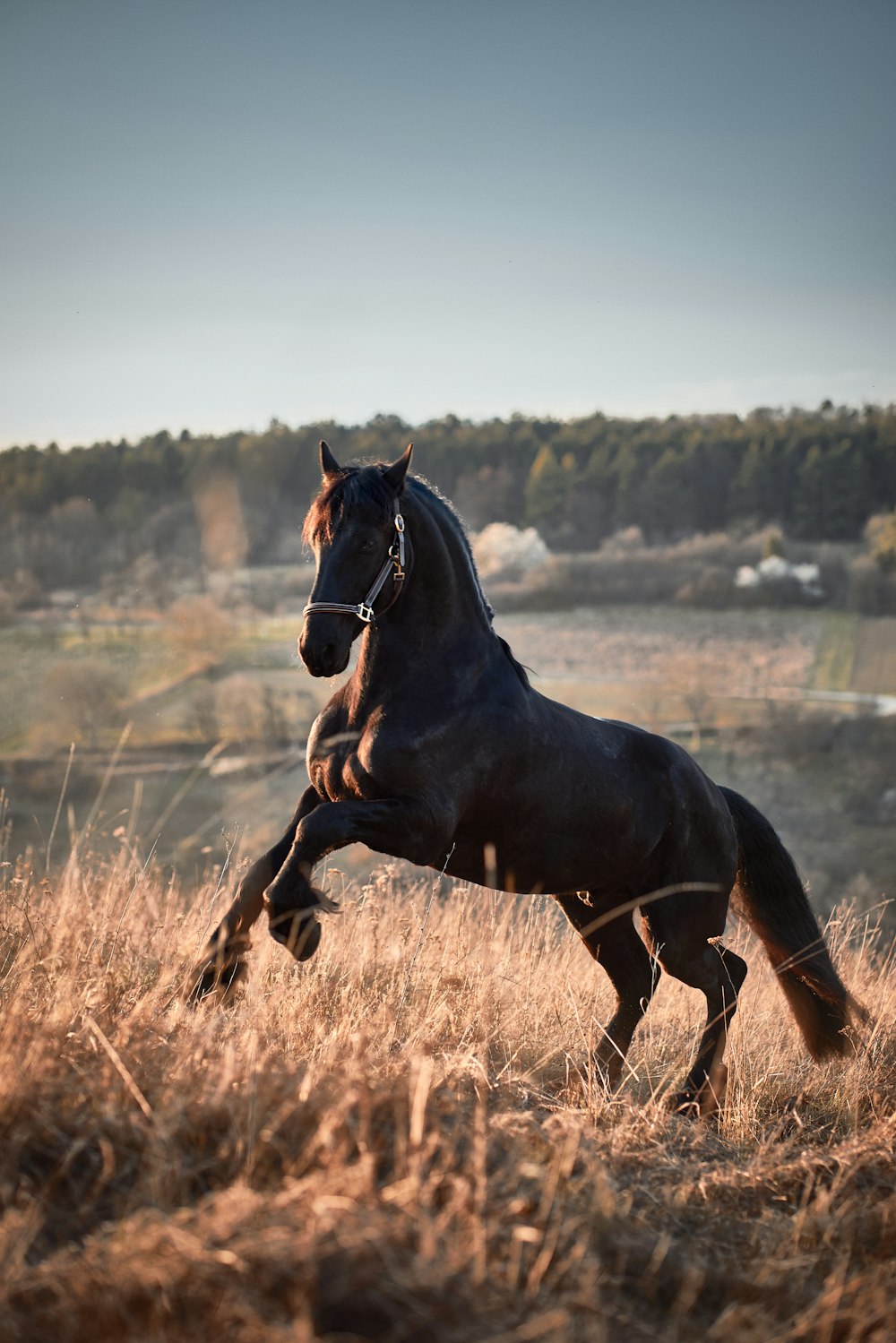 a horse standing on its hind legs in a field