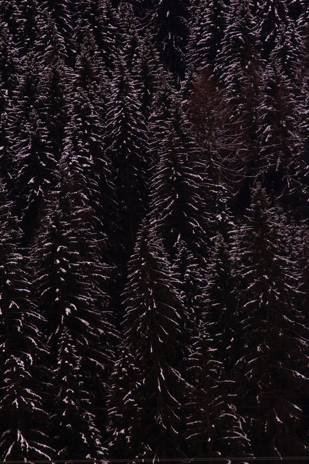 a group of pine trees covered in snow