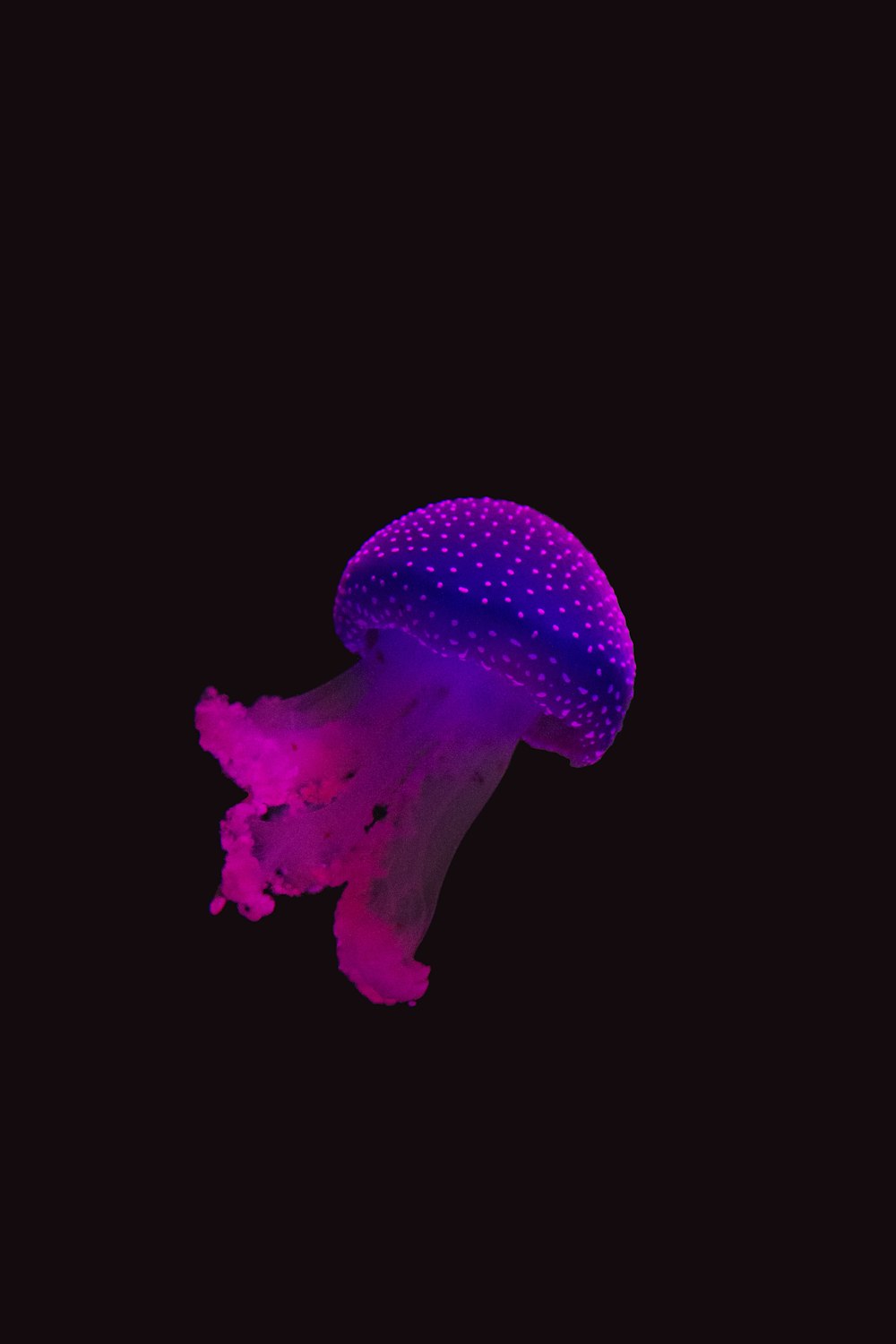 uma água-viva roxa flutuando na água escura