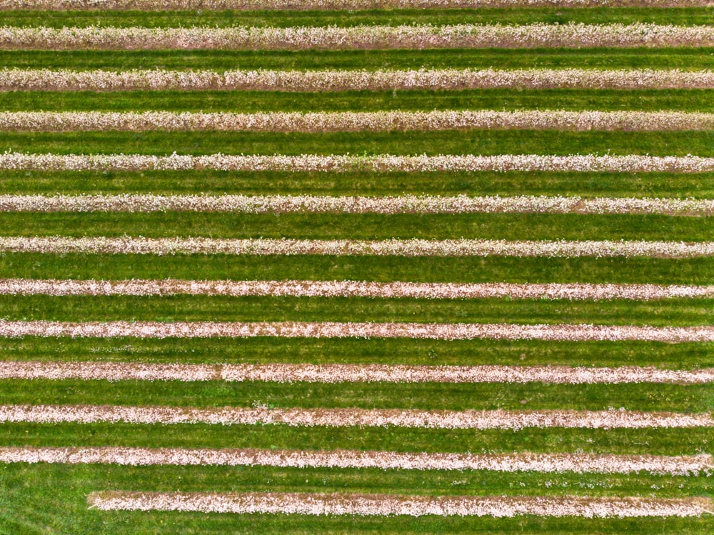 an aerial view of a green field with white stripes