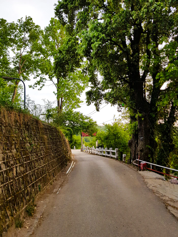 Stone-walled forest path