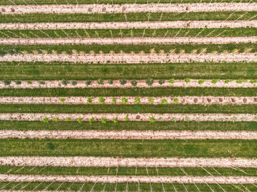 an aerial view of a green field with rows of trees