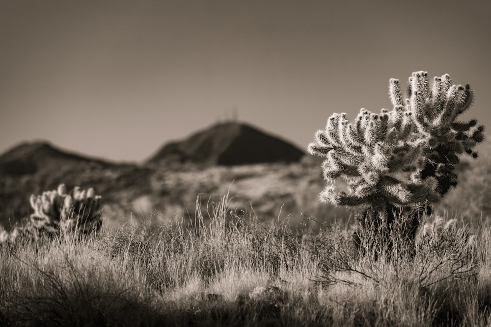 a black and white photo of a cactus in the desert