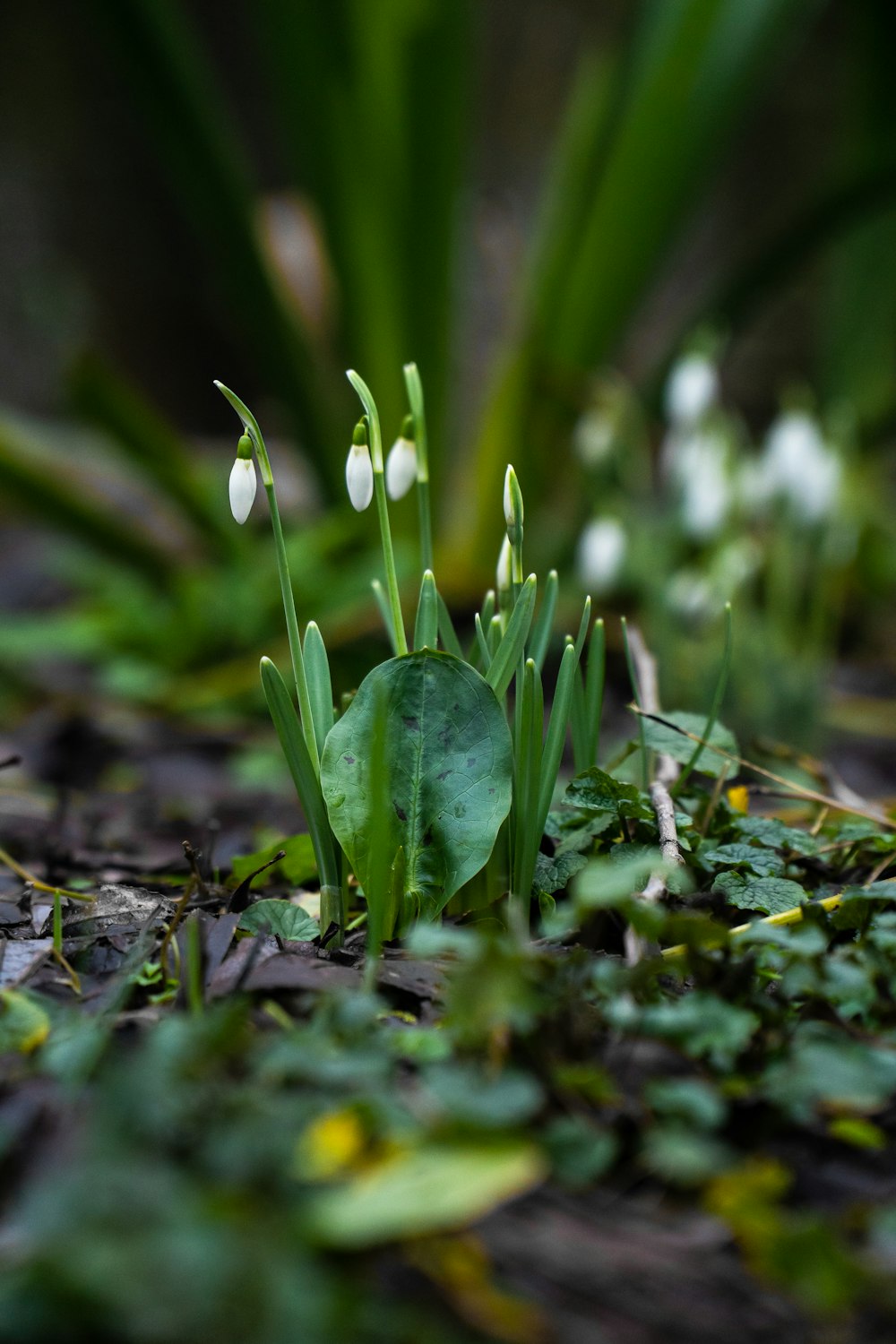 a small group of flowers growing out of the ground