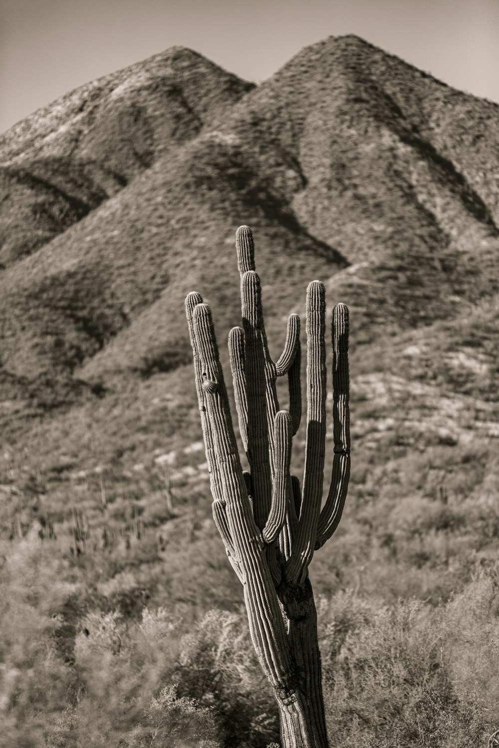 a large cactus in front of a mountain