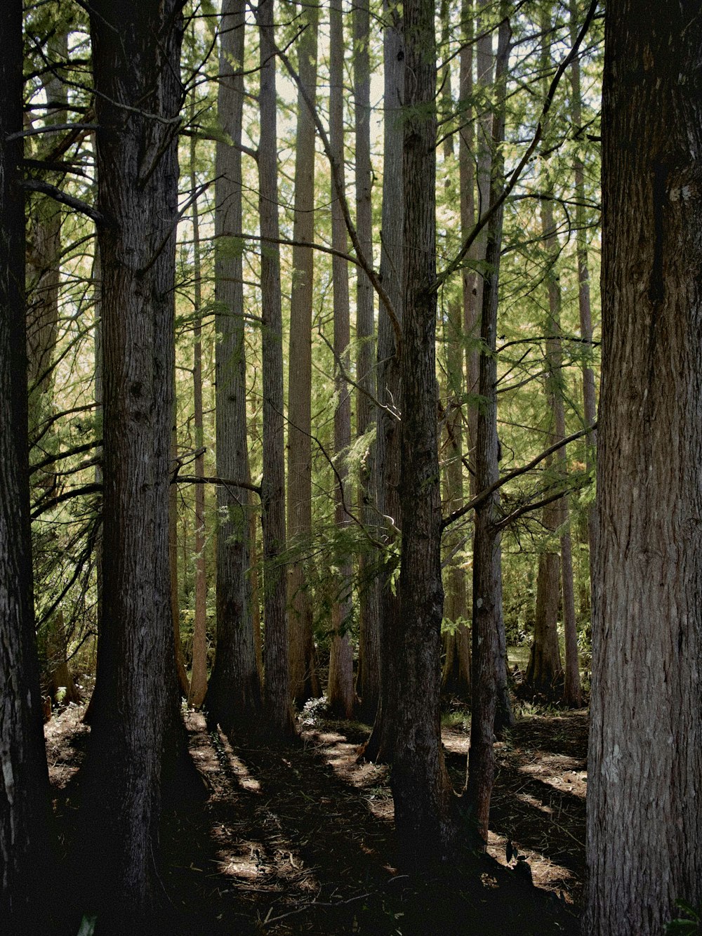 a forest filled with lots of tall trees