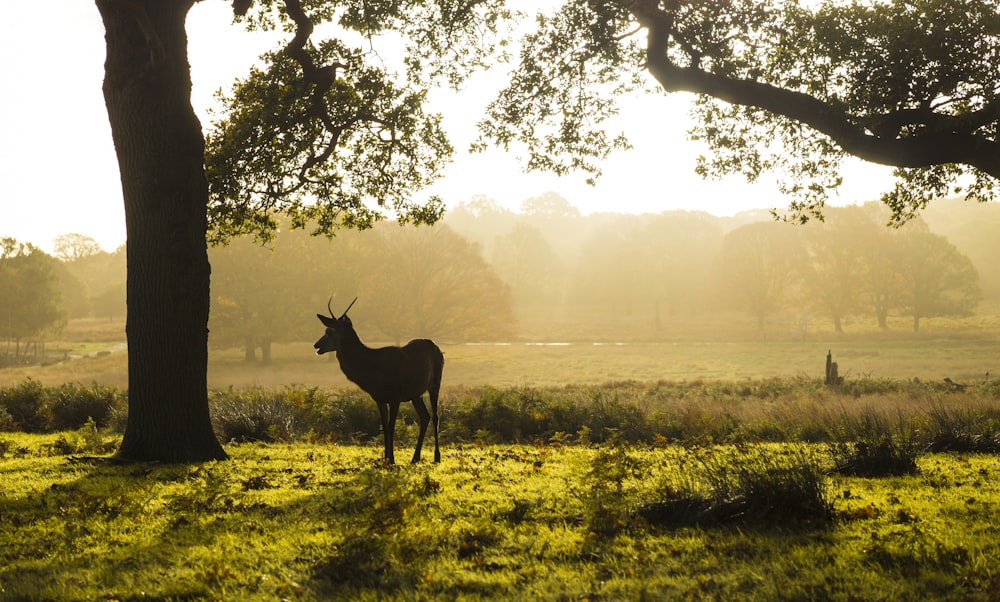 a deer standing next to a tree on a lush green field