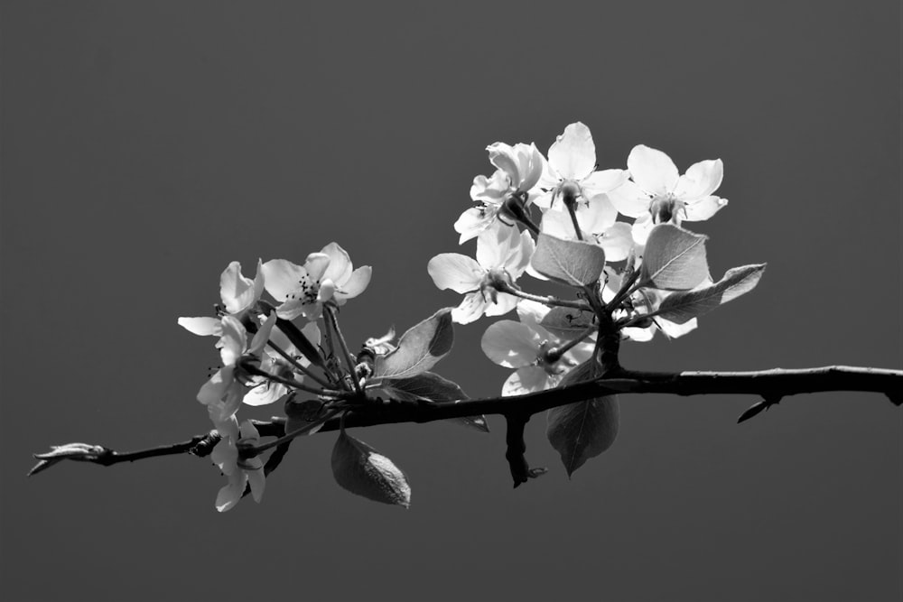 a black and white photo of a branch with flowers