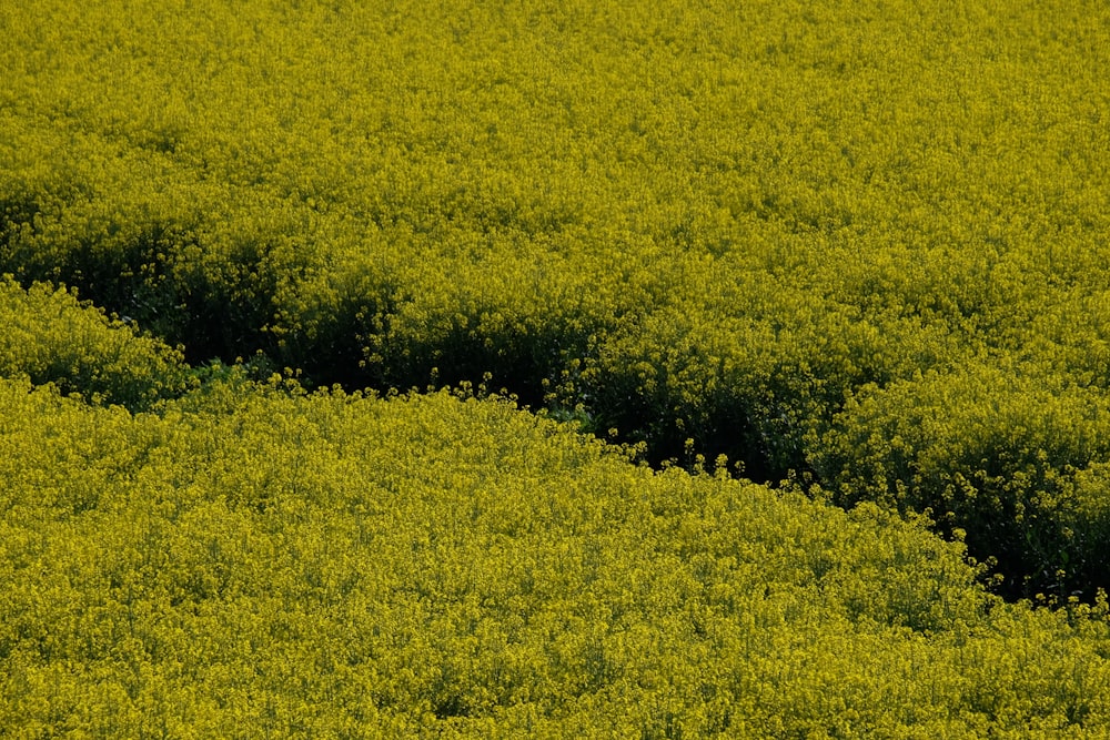 a large field of green plants with a few trees in the background