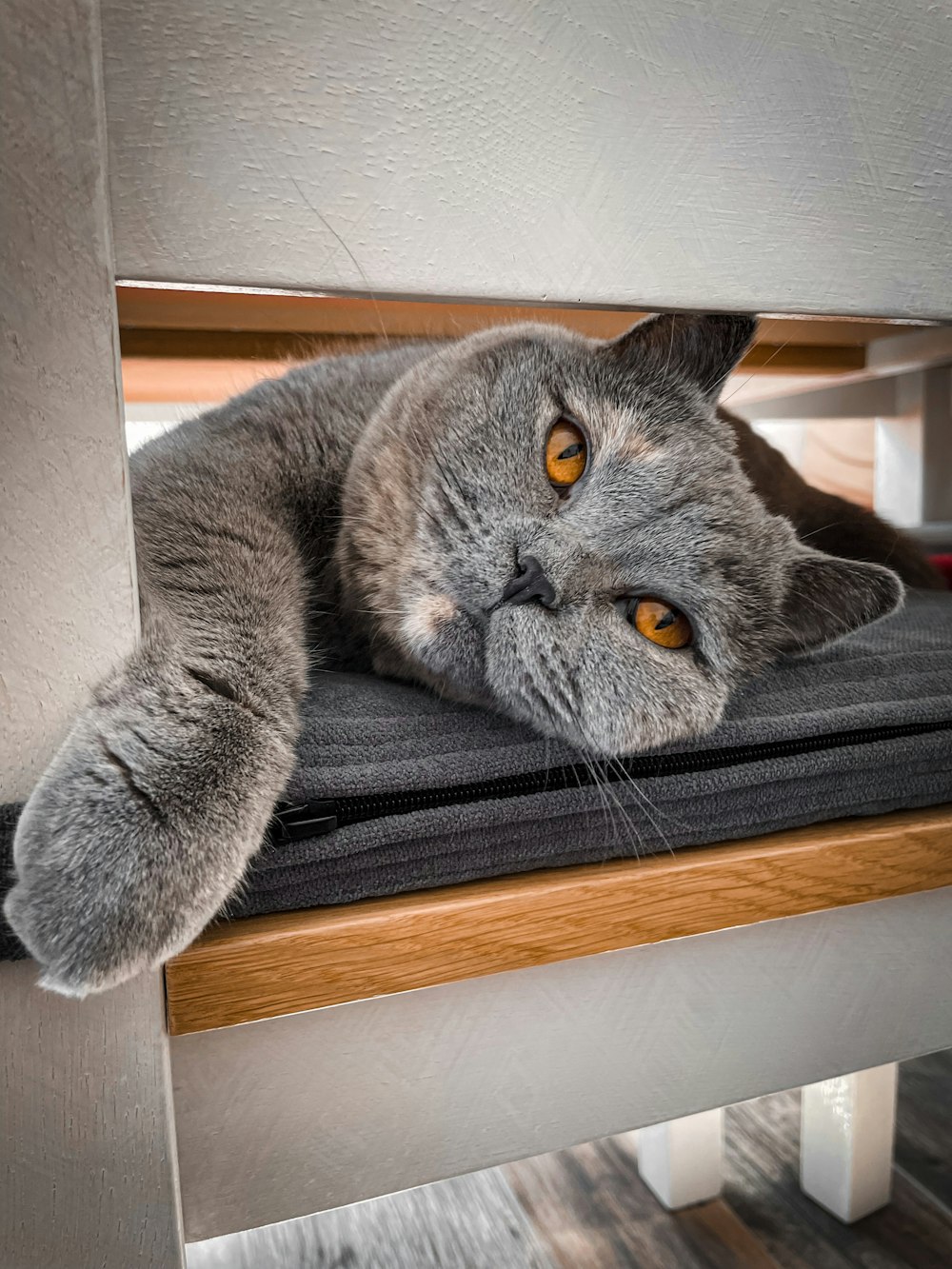 a grey cat laying on top of a wooden chair