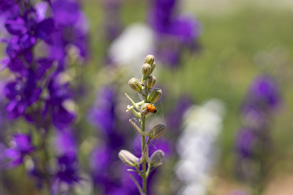 a close up of a flower with purple flowers in the background