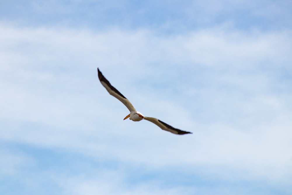 a large bird flying through a blue sky