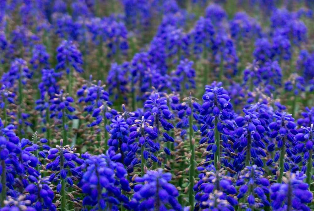 a field of blue flowers with green stems