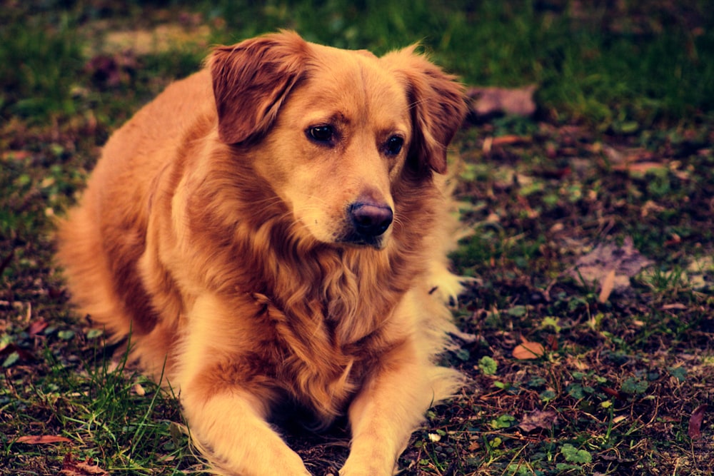 a large brown dog laying on top of a grass covered field