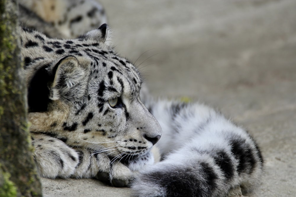 a snow leopard laying on the ground next to a tree
