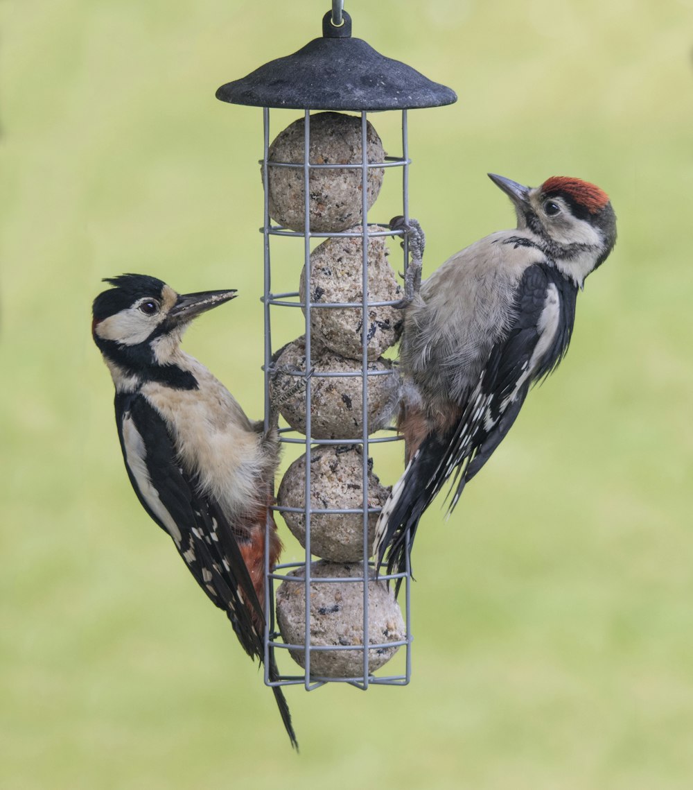 ein paar Vögel, die sich auf einem Vogelhäuschen befinden