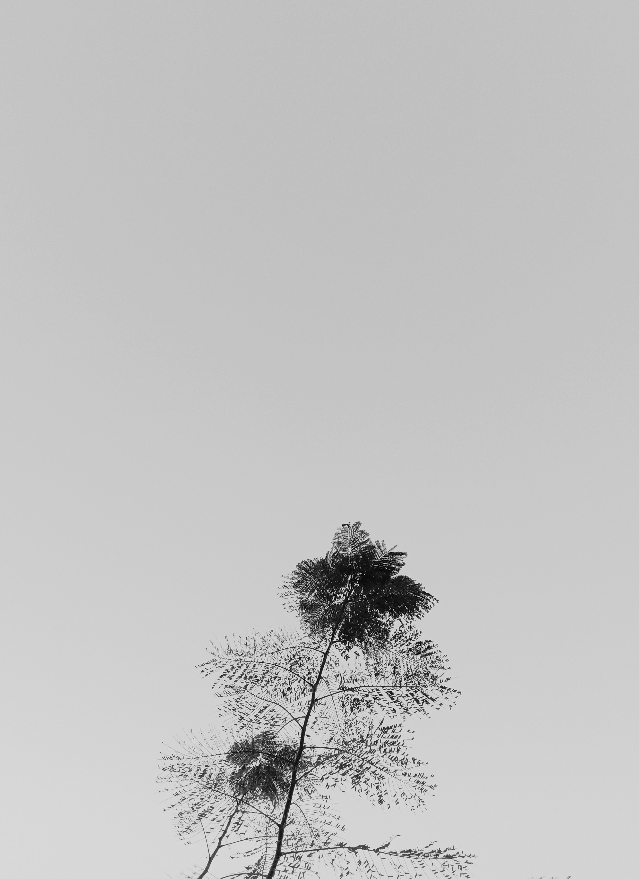 a black and white photo of a tall tree