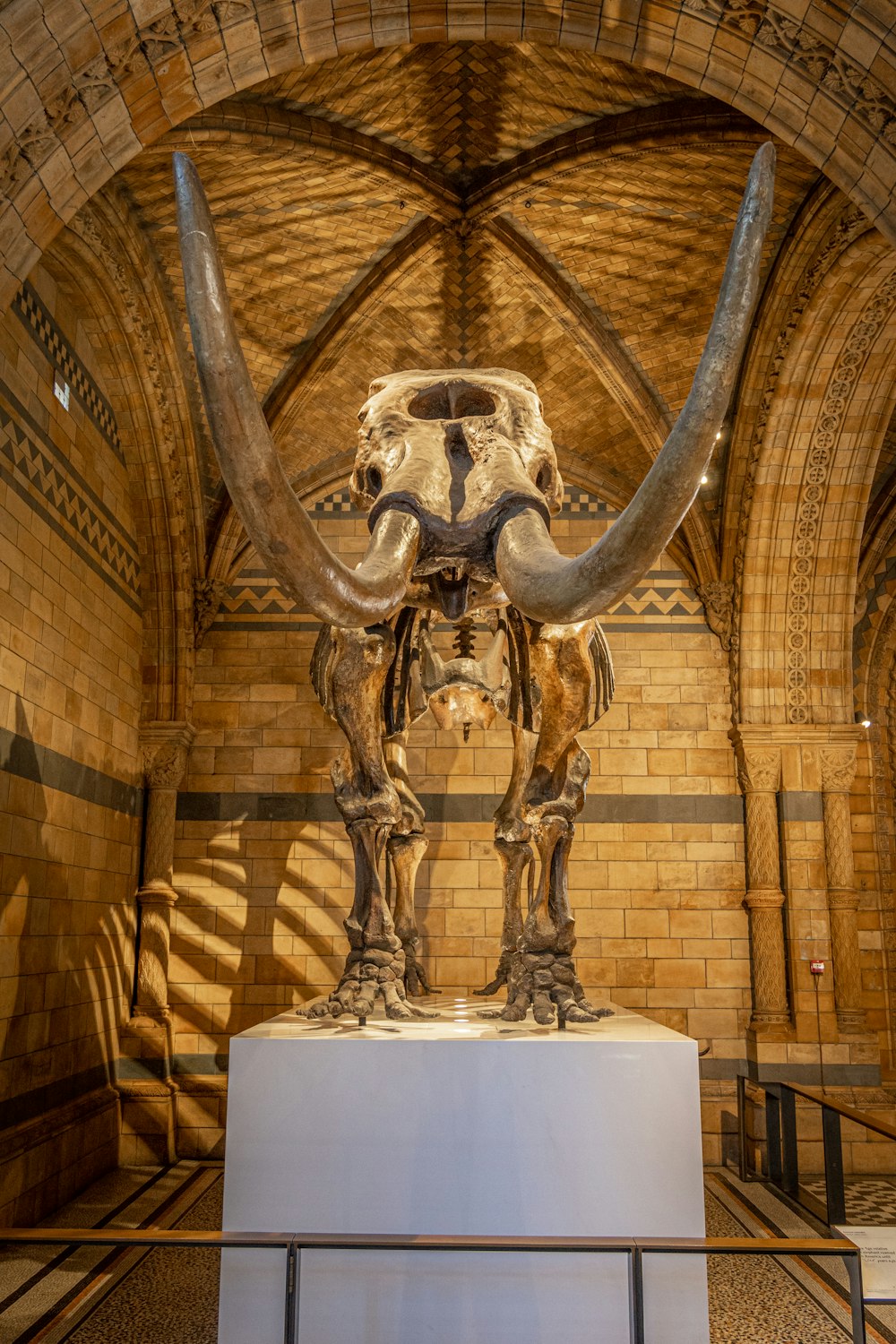 a large animal skeleton on display in a museum