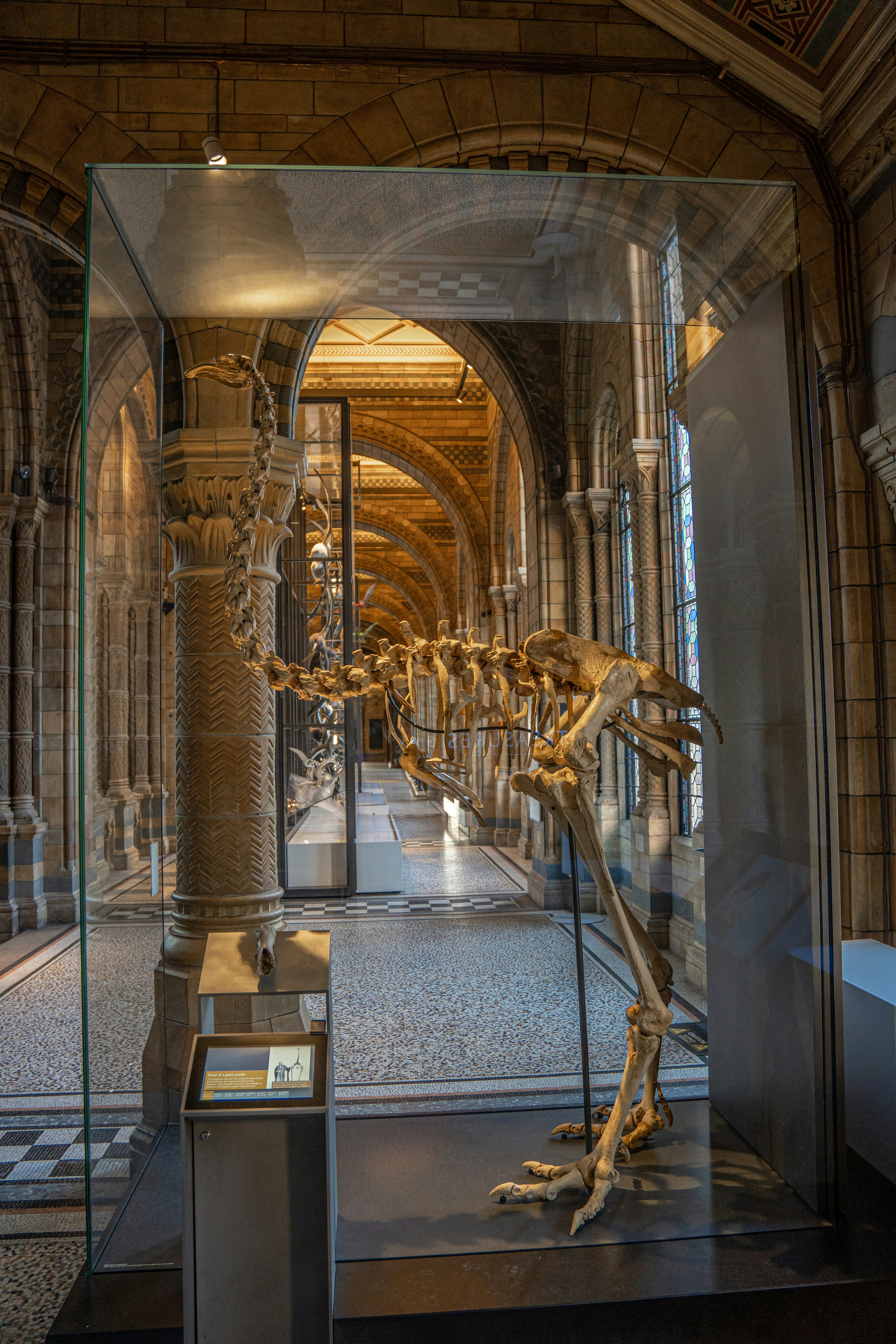 Dinosaur skeleton in a museum hall with stone arches.