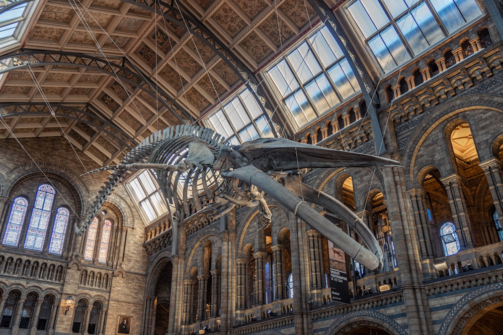 a large dinosaur skeleton in a large building