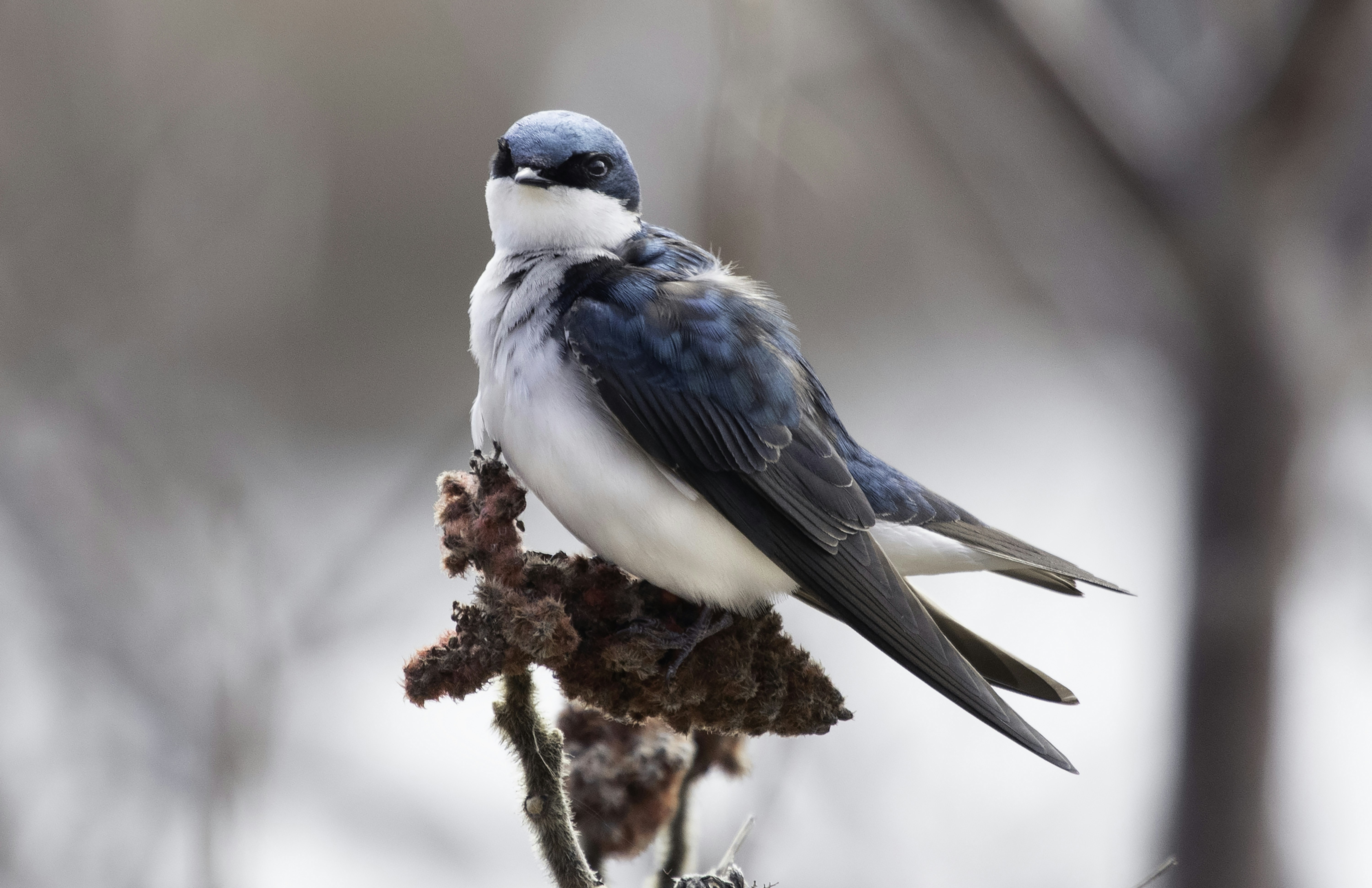 A blue and white bird sitting on top of a tree branch photo – Free ...