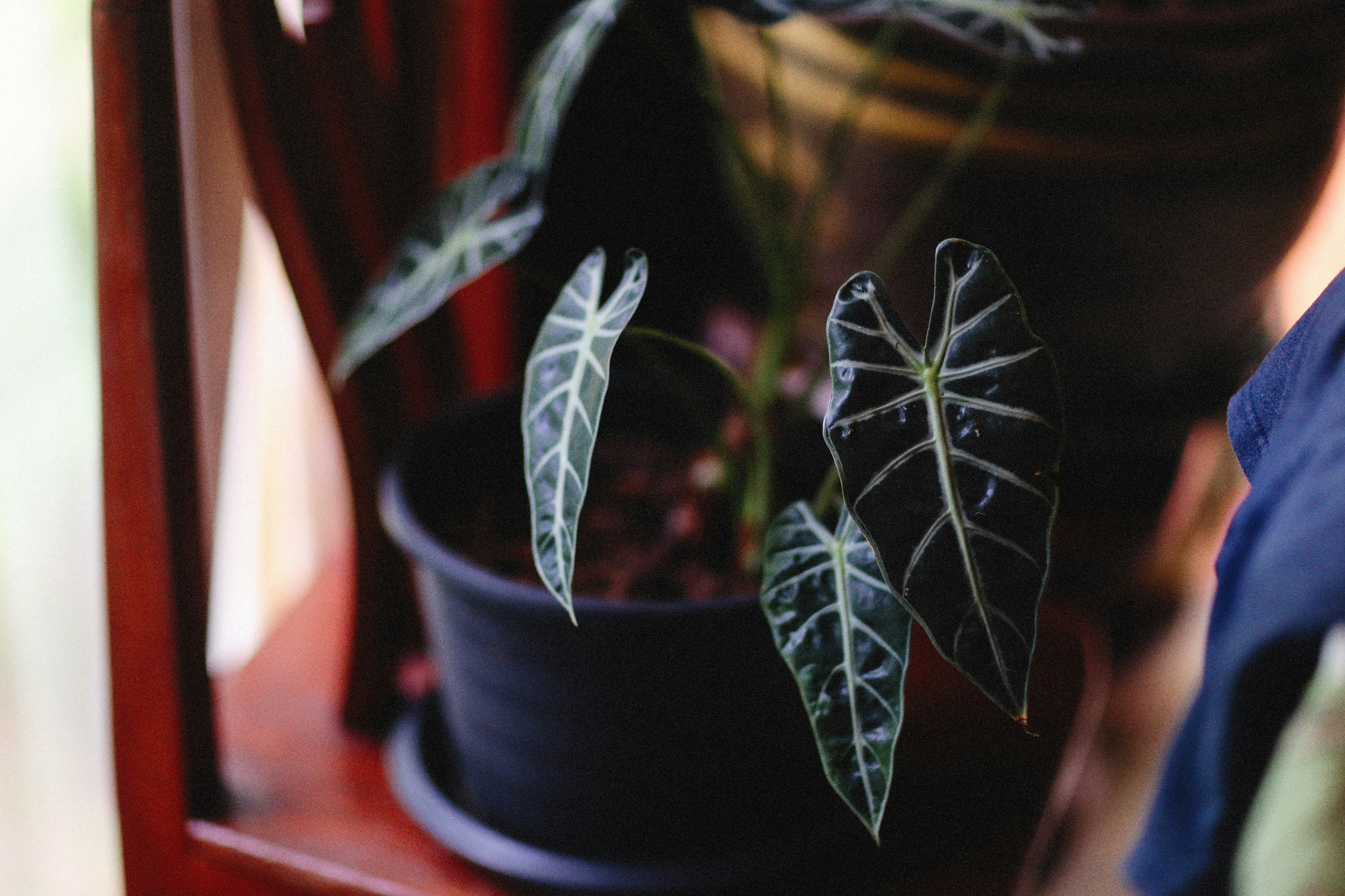 Photo by alexeydemidov