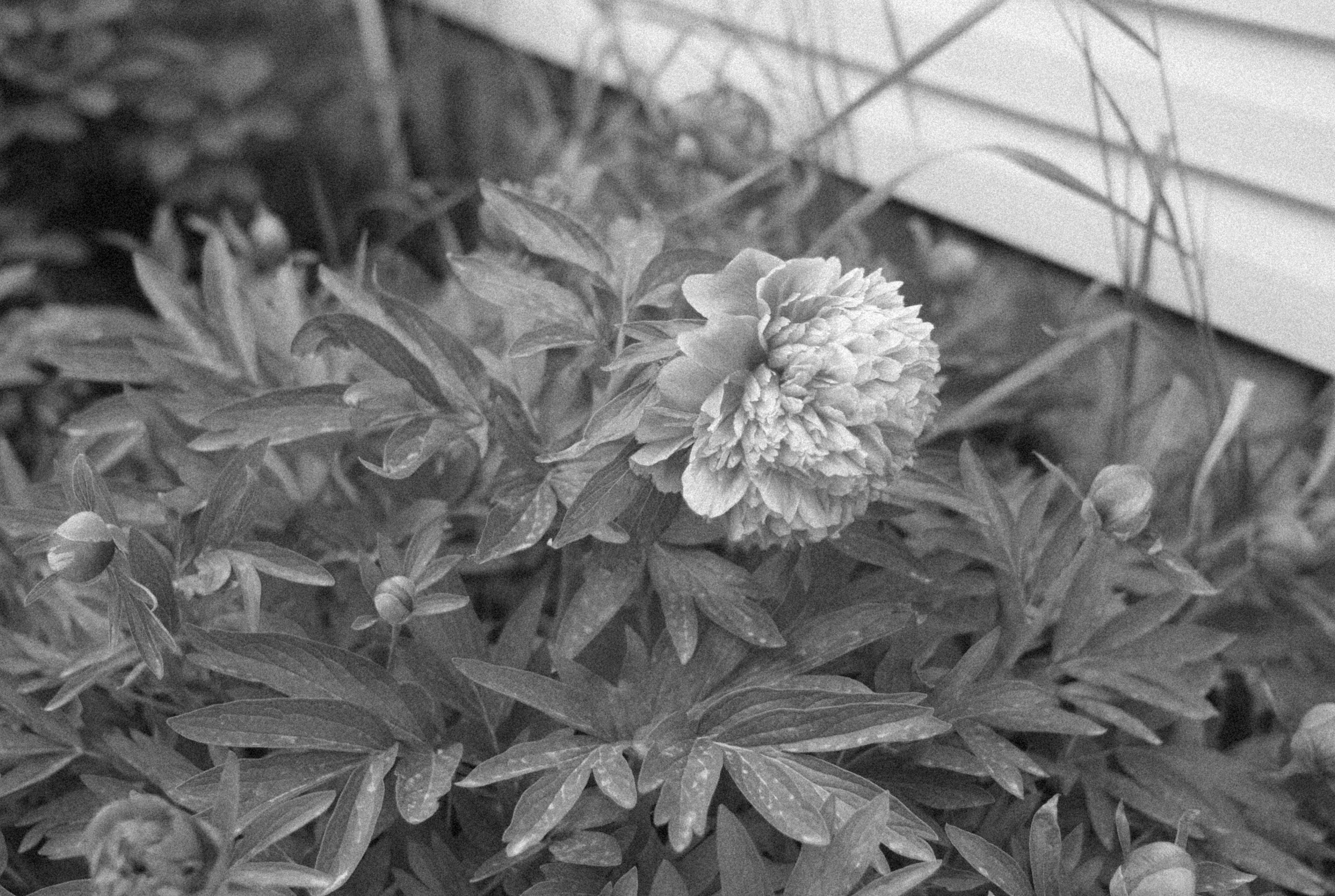 a black and white photo of a flower