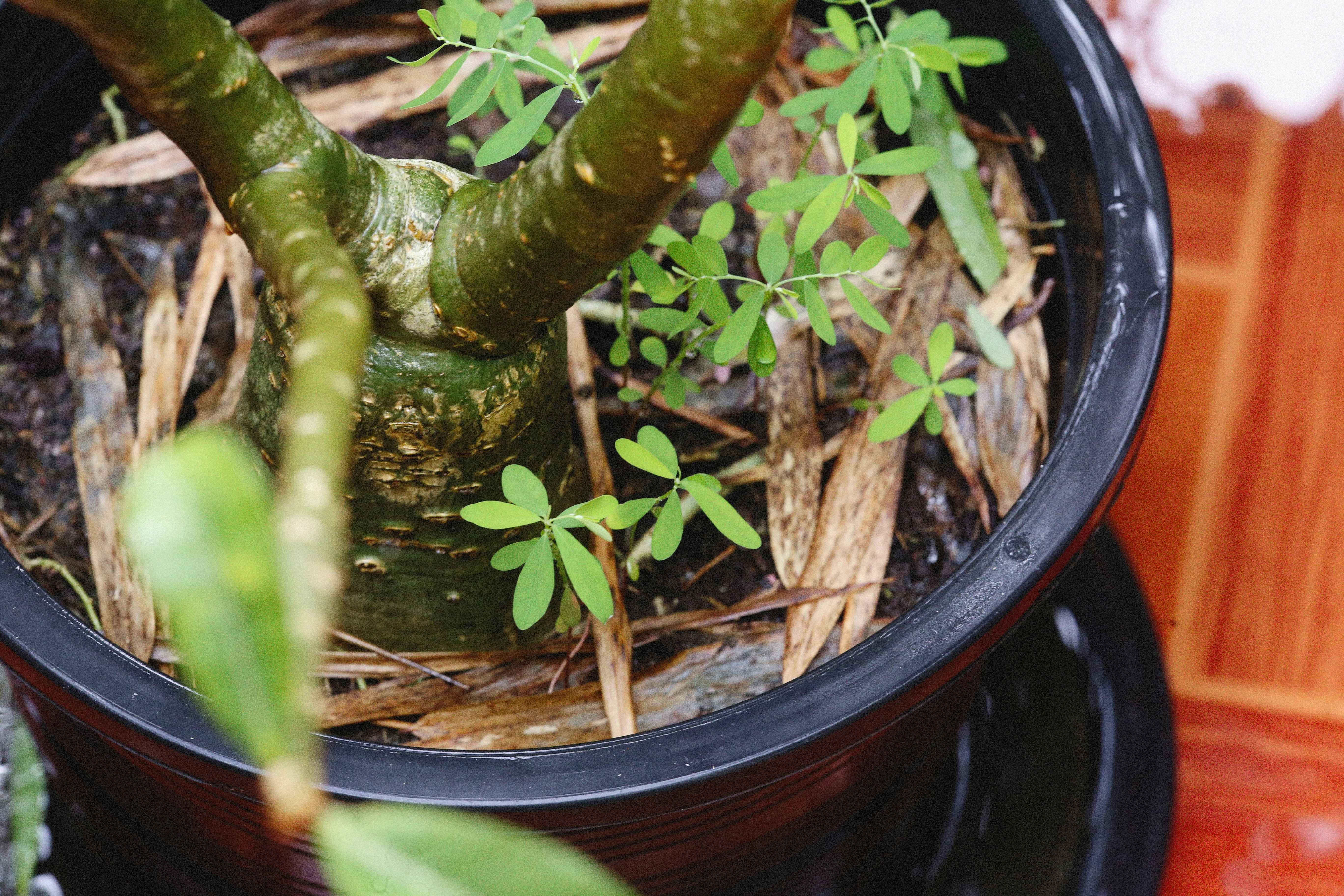 Photo by alexeydemidov