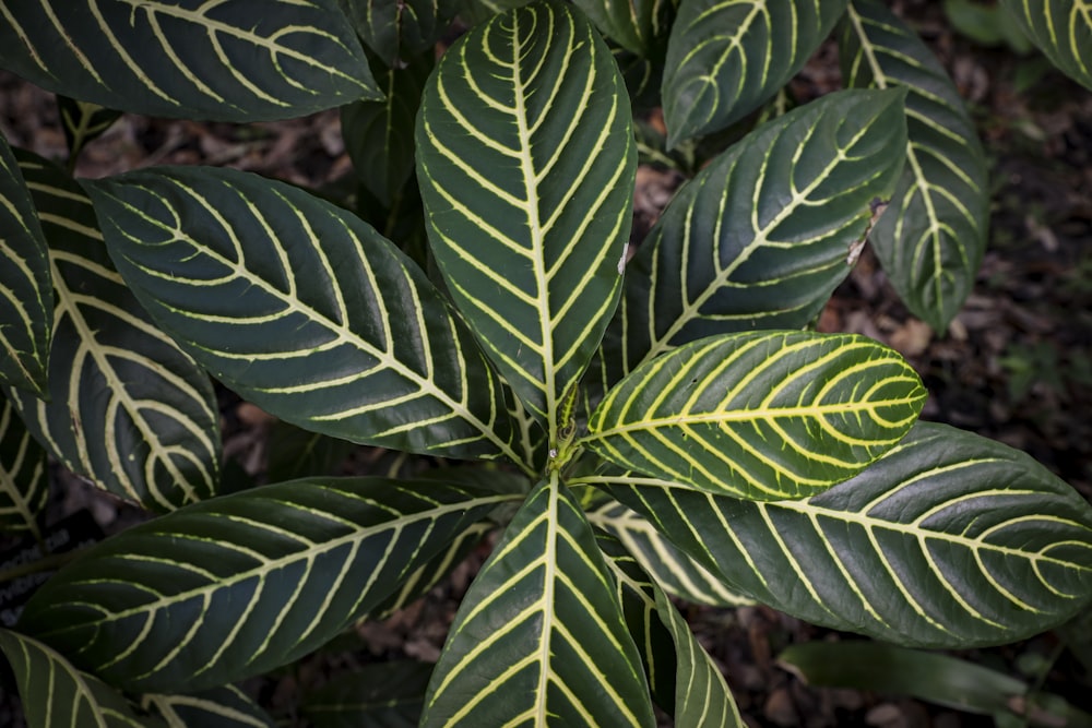 a close up of a plant with green leaves