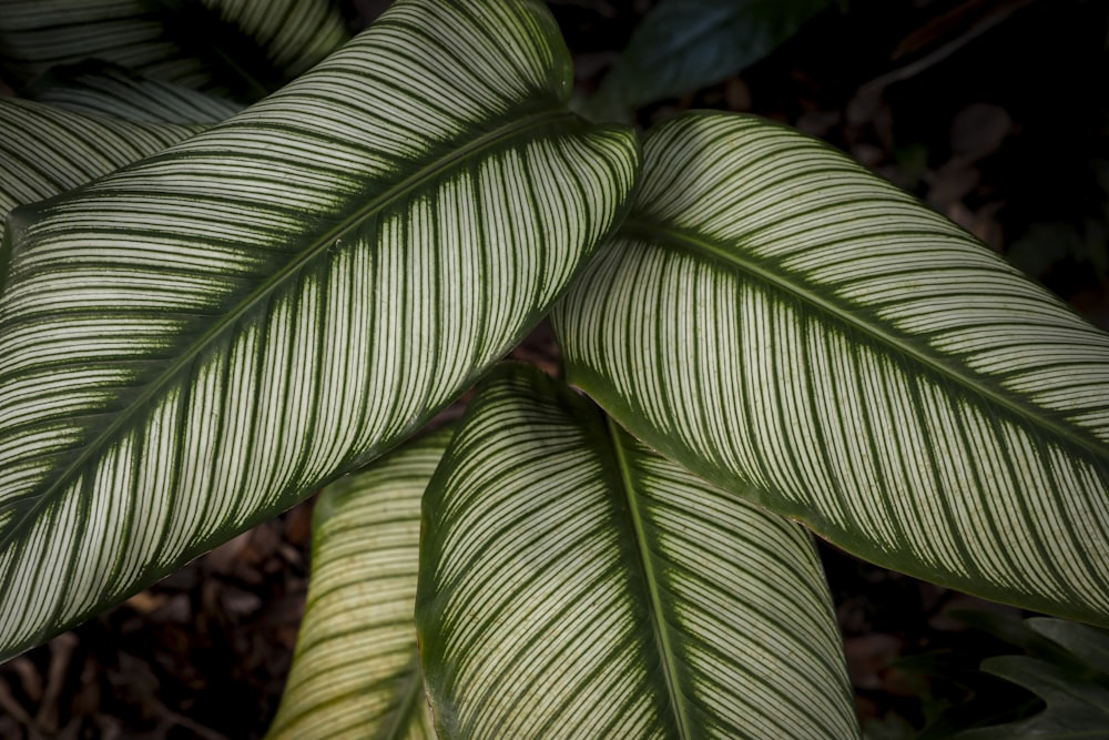 a close up of a large green leaf