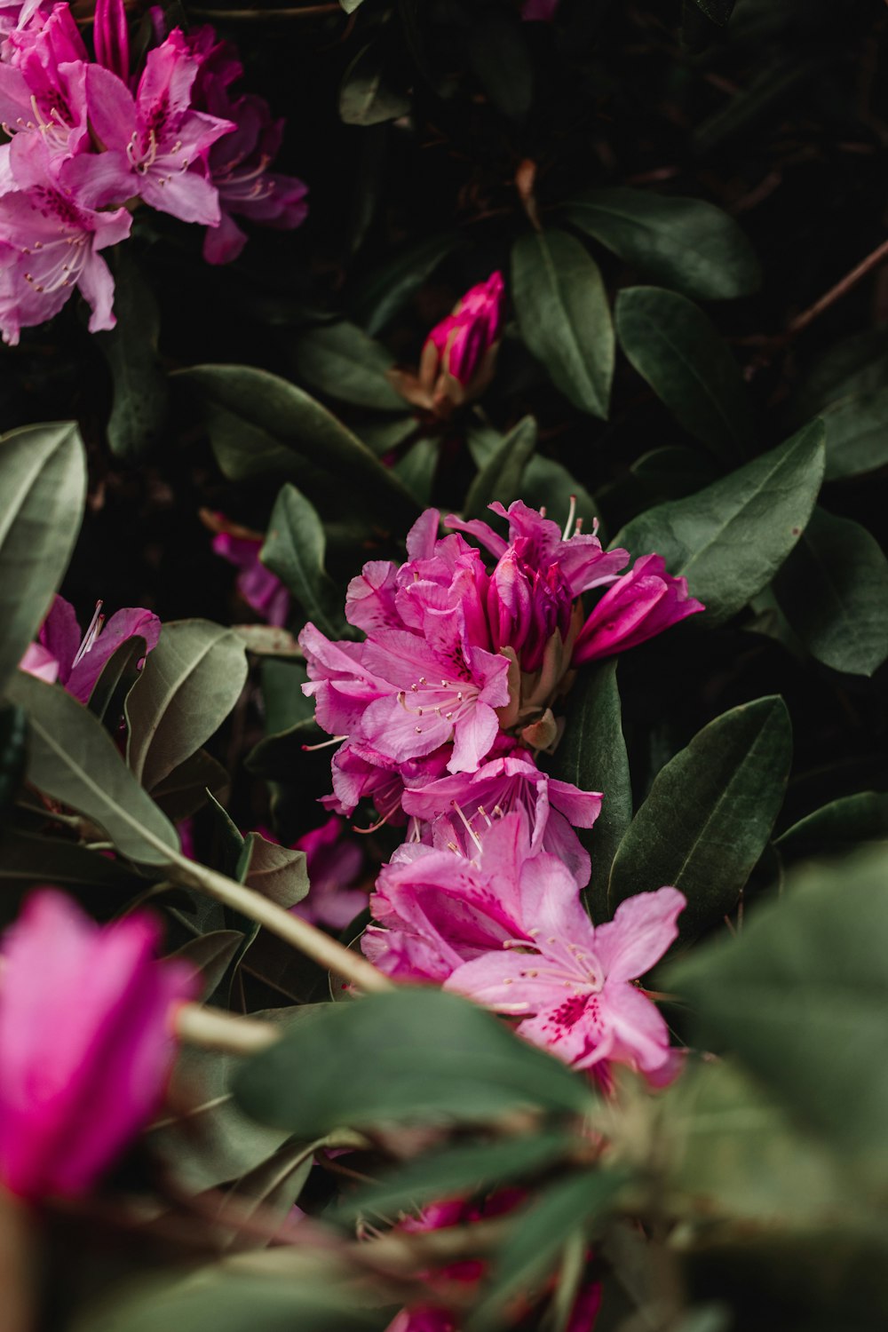 a bunch of pink flowers with green leaves