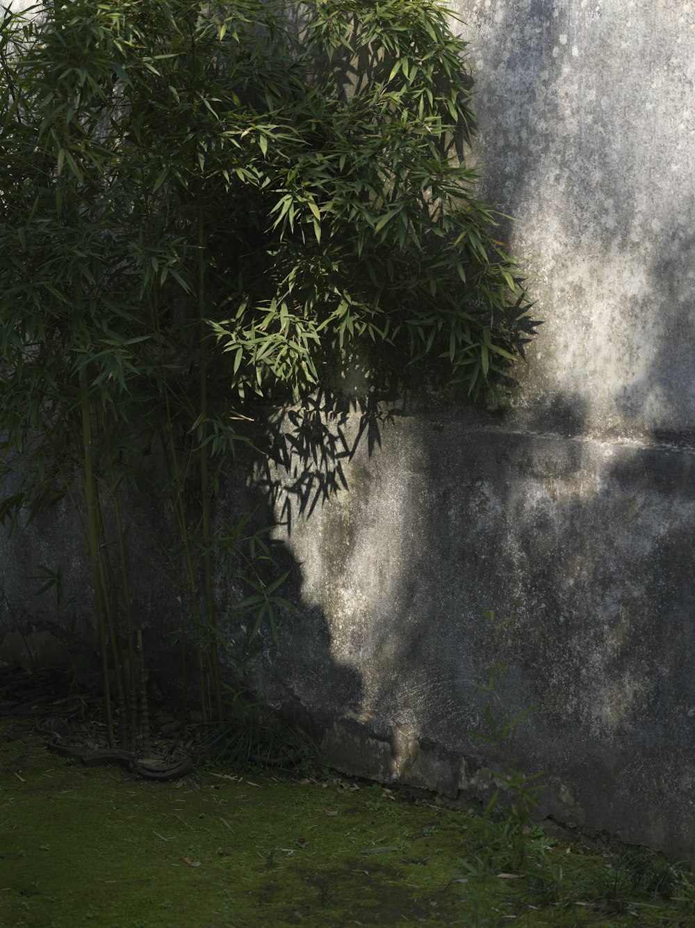 a cat sitting on a ledge next to a tree