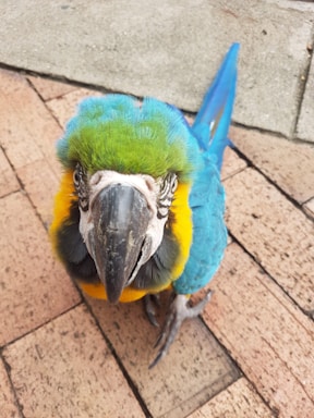 A colorful parrot perched on a branch, looking curiously towards the camera.