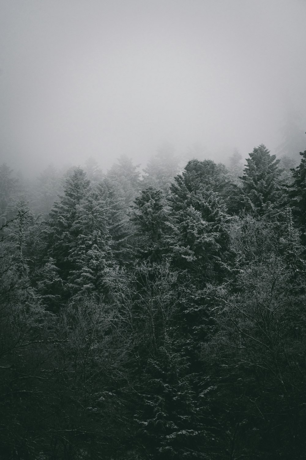 a forest filled with lots of trees covered in fog