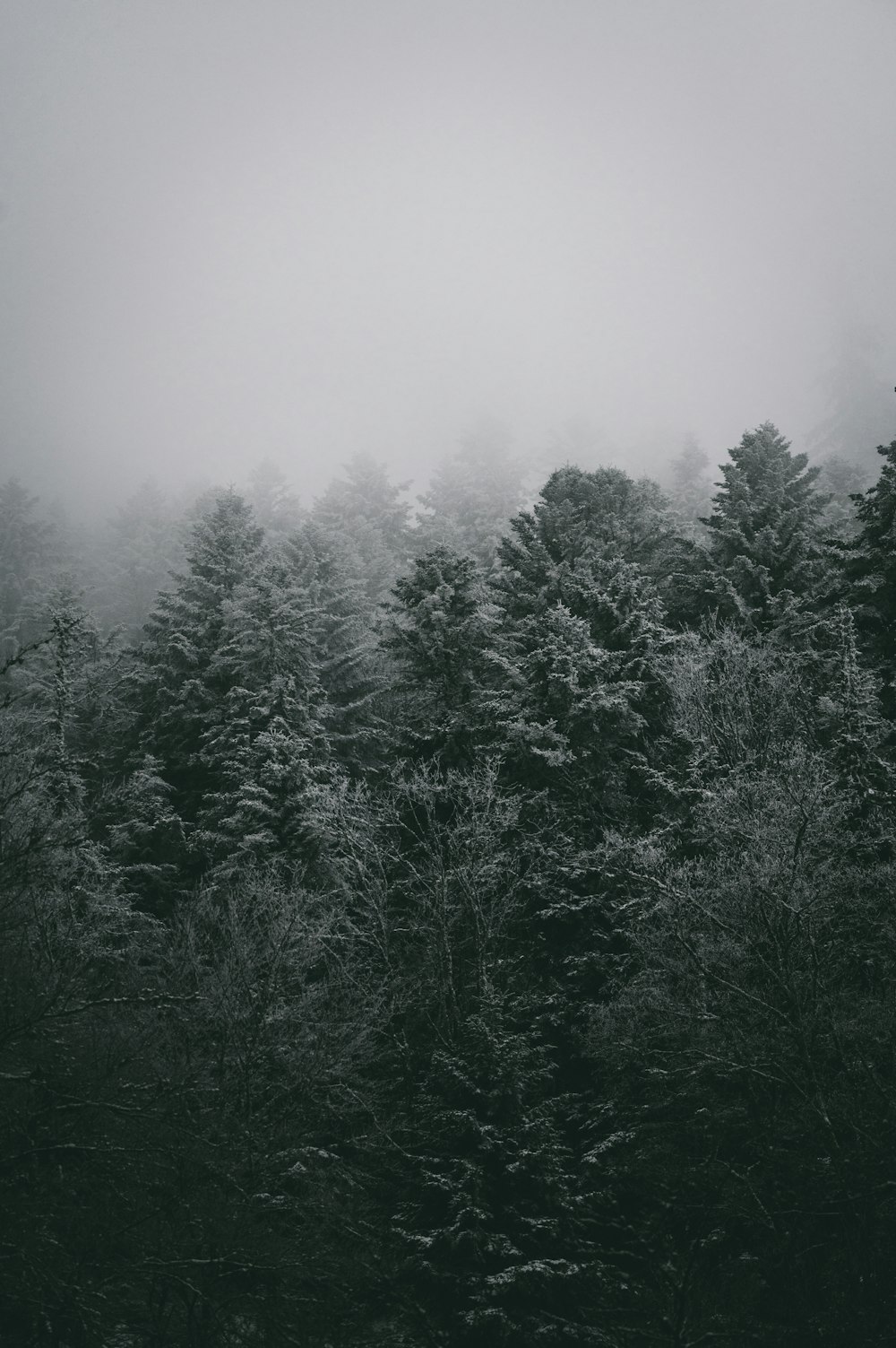Une forêt remplie de beaucoup d’arbres couverts de brouillard