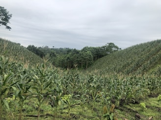 A lush, green field of corn stretches across rolling hills under a cloudy sky. The dense rows of corn plants cover the landscape with the perspective leading into a forest in the distance. The area is surrounded by trees and vegetation, creating a serene agricultural setting.