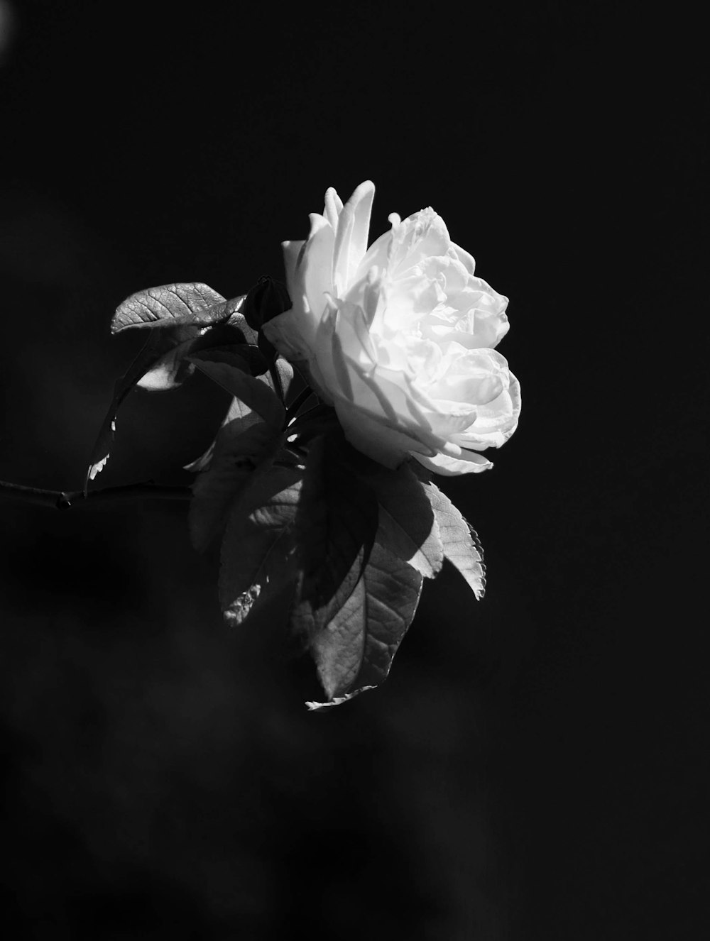 a black and white photo of a rose