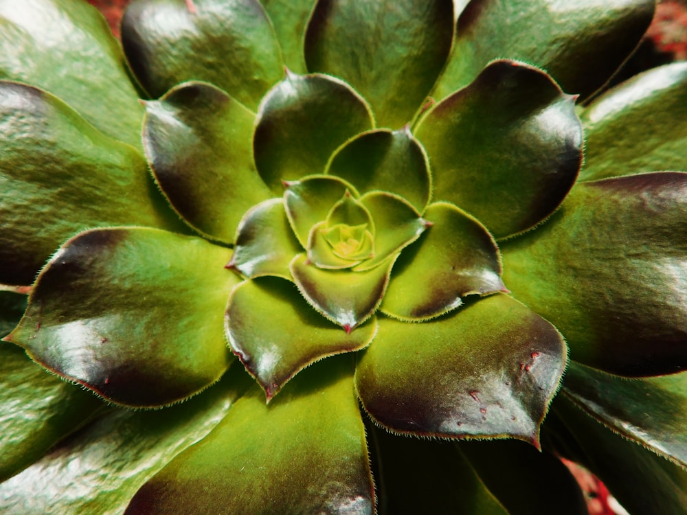 Un primer plano de una planta verde con hojas