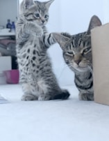 A playful kitten stands on its hind legs with paws up near an older cat resting beside a cardboard box. The scene takes place on a white carpet in a softly lit room with some household items in the background.