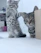 A cozy living room scene with a shy cat cautiously approaching a playful kitten.