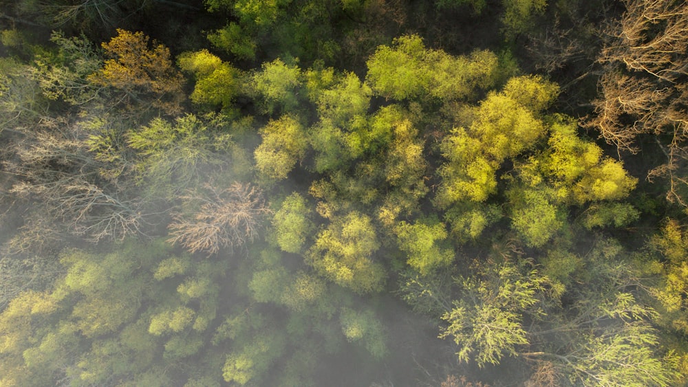 an aerial view of a forest with a lot of trees