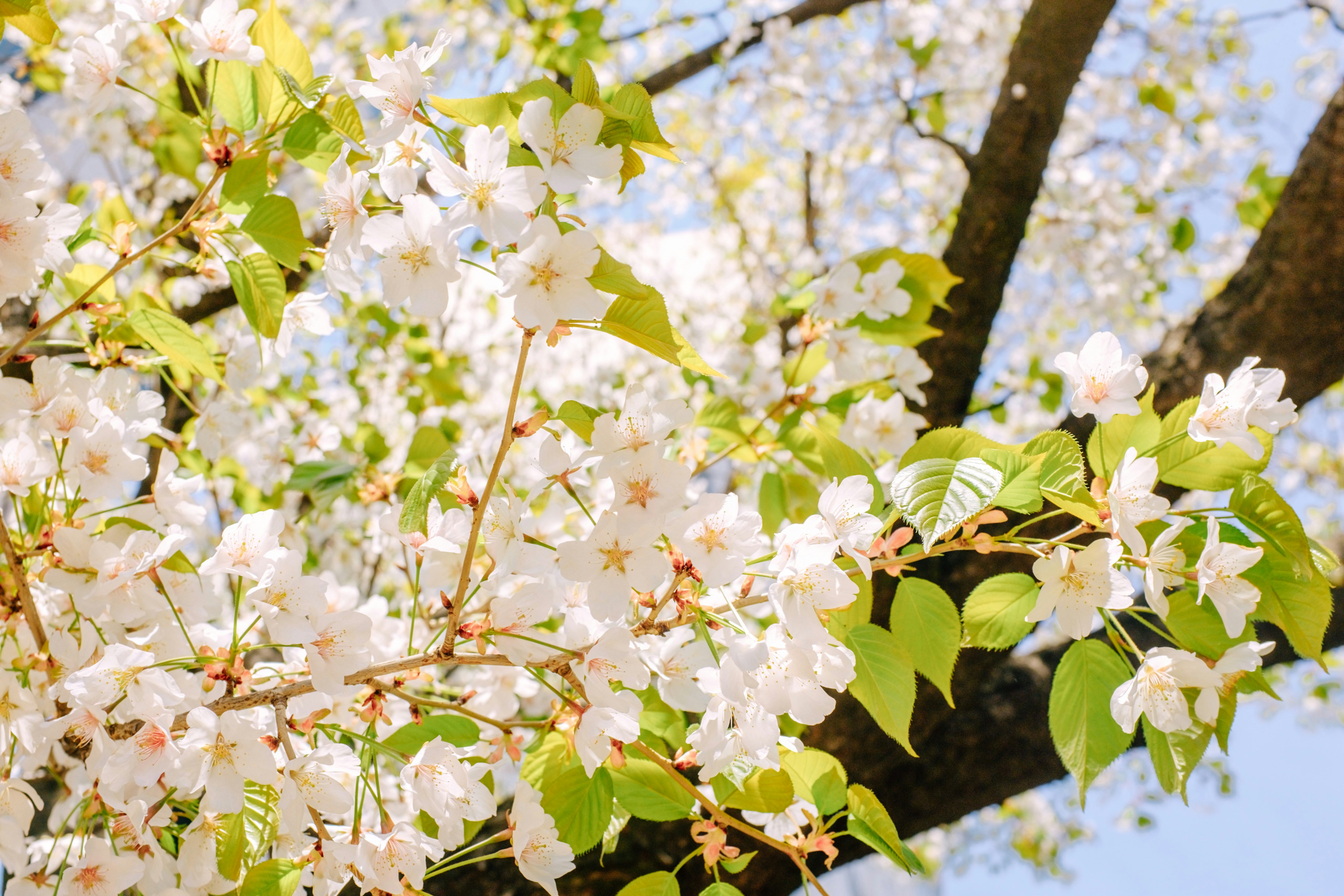 Photo by insungpandora