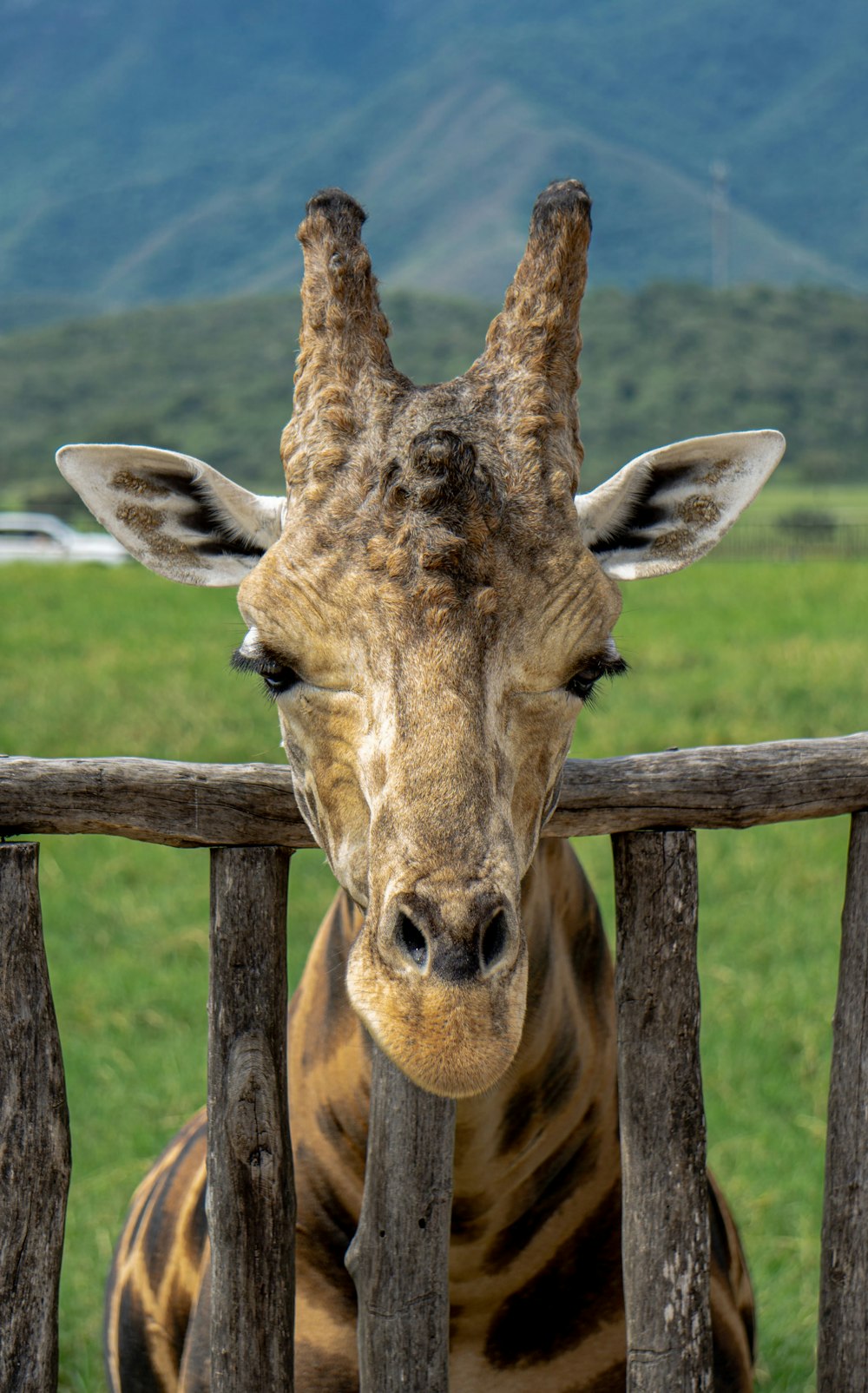 a giraffe standing next to a wooden fence