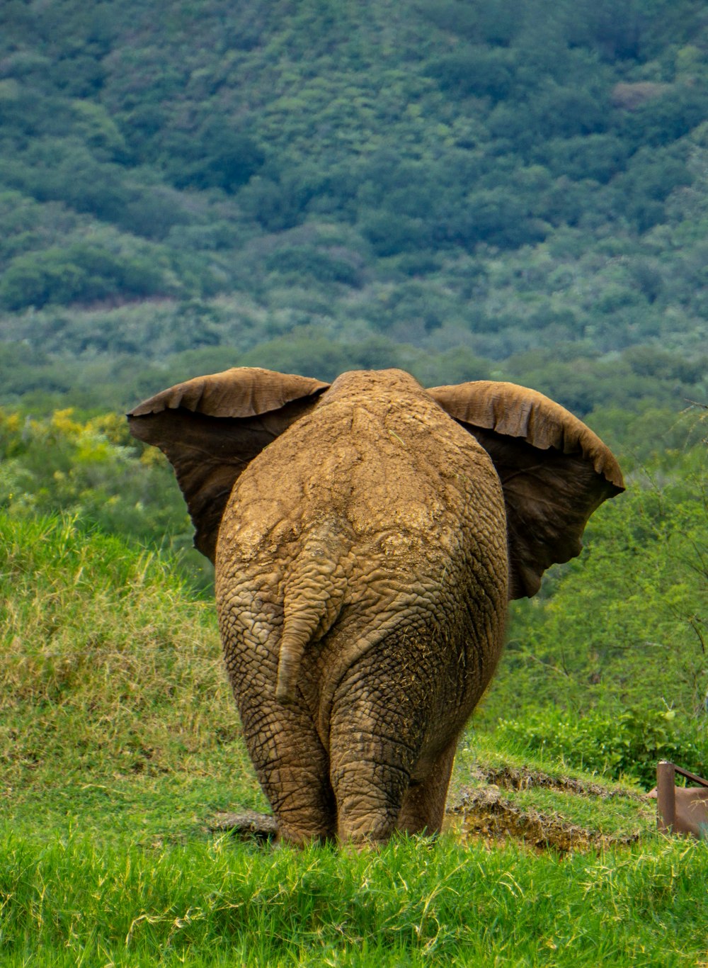 an elephant walking in a grassy field with mountains in the background