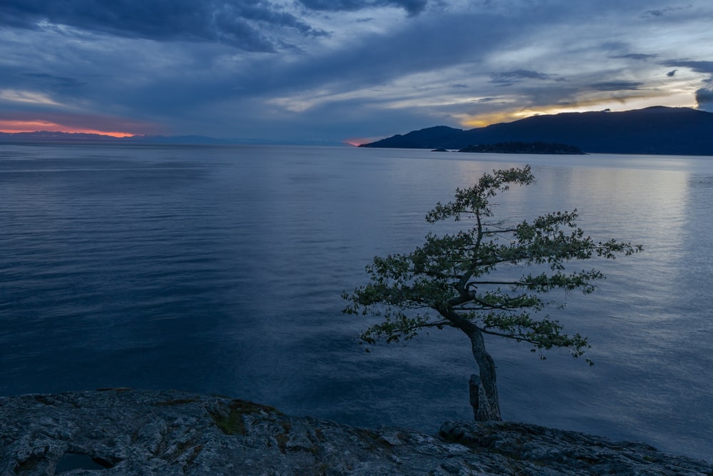 a lone tree on the shore of a lake