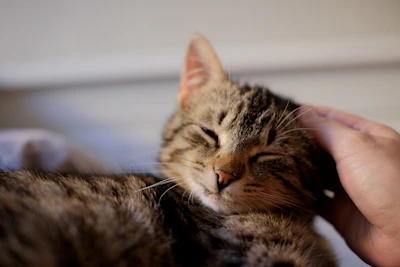 A happy tabby cat being lovingly petted by a smiling volunteer.