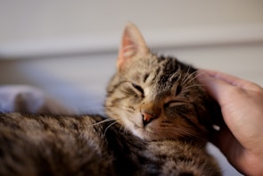 A calm tabby cat being gently brushed by a professional groomer.