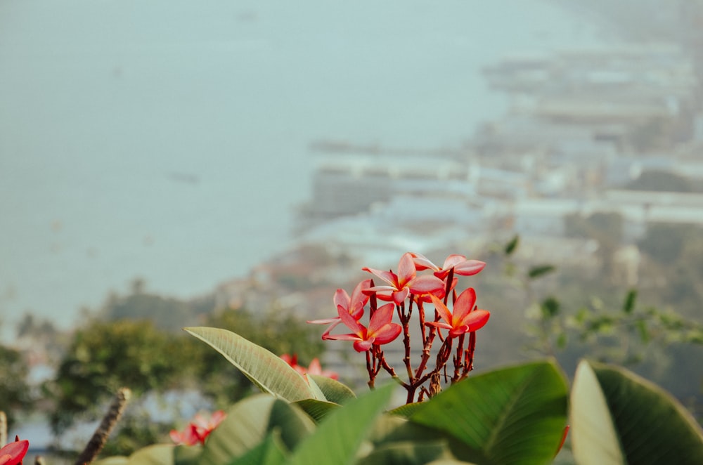 a group of red flowers with a city in the background