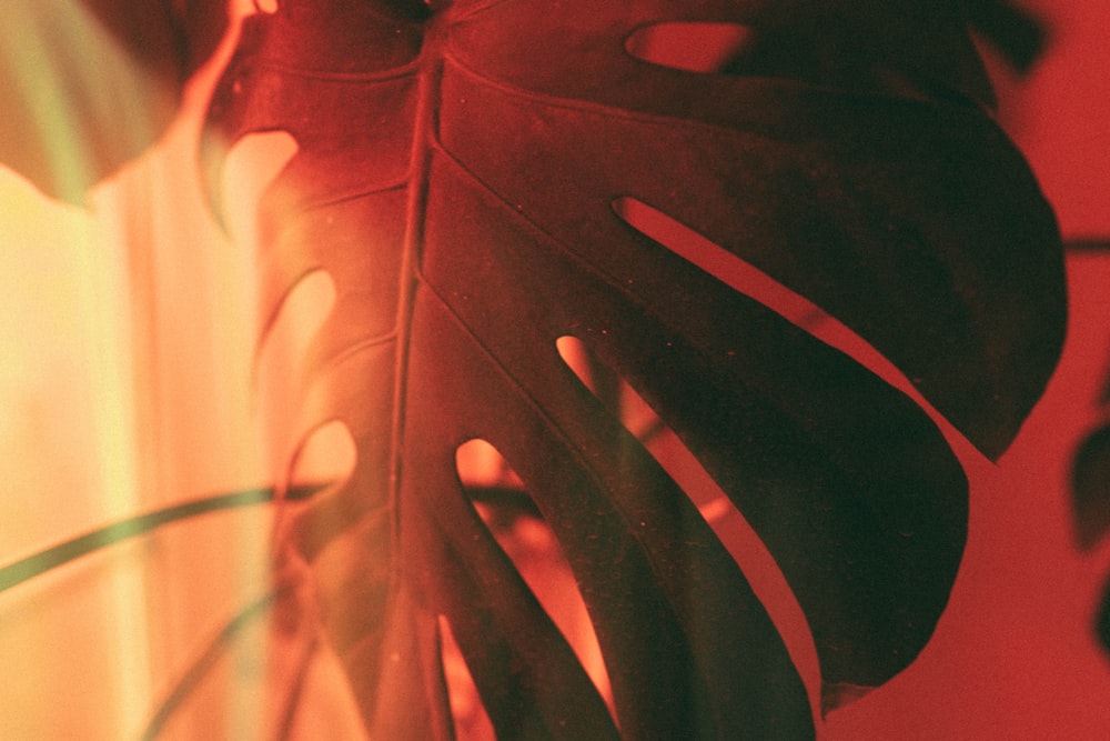 a close up of a leaf on a wall